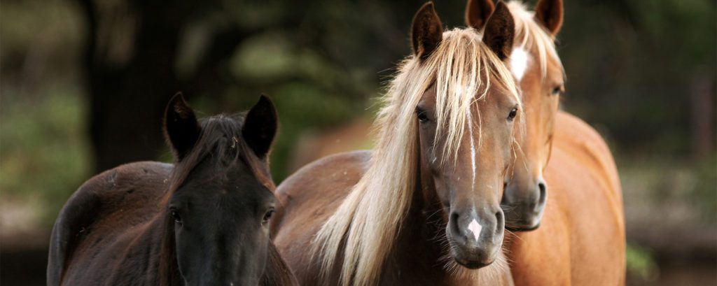 Portfolio 27 chevaux3-1024x409